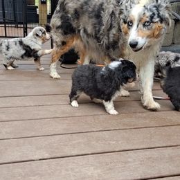 Toy Australian Shepherd Puppies from Honeybee Haven's Toy Aussies