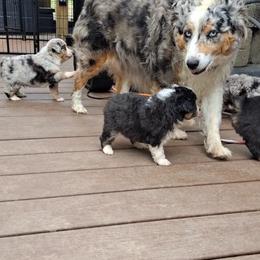 Toy Australian Shepherd Puppies from Honeybee Haven's Toy Aussies