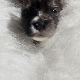 Mickey - Parti male Yorkshire Terrier puppy in Hamilton, Ohio from Purebred Yorkies of Ohio