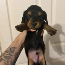Mary - Black and tan male Dachshund puppy in Conroe, Texas from R&M Dachshunds