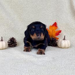 Totino Roll - Black and tan male Dachshund puppy in Phelan, California from Desert Sunset Dachshunds