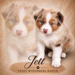 Rmm2 - Red merle male Australian Shepherd puppy in Magee, Mississippi from Paint ByNumbers Ranch