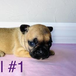 Border Collie and French Bulldog Puppies from JD French Bulldogs and Border Collies
