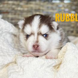 Rubble - Chocolate male Pomsky puppy in Grass Valley, California from Karalot Pomskies