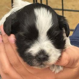 Orange girl - Parti female Miniature Schnauzer puppy in Oneonta, Alabama from Murphree Valley Kennels