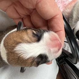 Little Boy Blue - Red male Pembroke Welsh Corgi puppy in Blaine, Tennessee from Rose Brier Pembroke Welsh Corgis