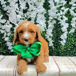 Harper's Green - Red  male Goldendoodle puppy in Kountze, Texas from Texas Doodles LLC