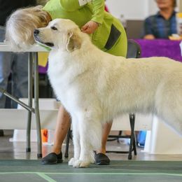Paige - Great Pyrenees