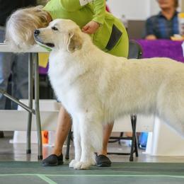 Paige - Great Pyrenees