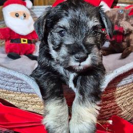 Kris - Black and silver male Miniature Schnauzer puppy in Fountain City, Indiana from Bearded Dynasty Schnauzers