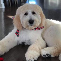 Goldendoodles from Heart of Michigan Goldendoodles