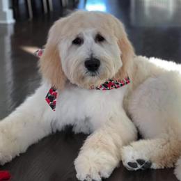 Goldendoodles from Heart of Michigan Goldendoodles