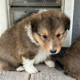 Marshall - Sable and white male Shetland Sheepdog puppy in Kerville, Texas from Cedar Hill Kennels
