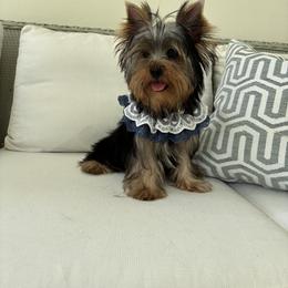 Kasanova - Black and gold male Yorkshire Terrier puppy in Rosemount, Minnesota from Niczarbiewers