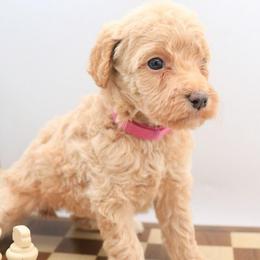 Pink - Cream female Labradoodle puppy in Lexington Park, Maryland from SUNNY SIDE DOODLES