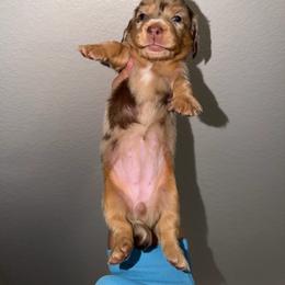 Darla - Chocolate and tan female Dachshund puppy in Oroville, California from Barnes’ Doxies