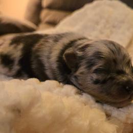 Garth - Blue merle male Pomeranian puppy in Comer, Georgia from HillTop Pomeranians ✨