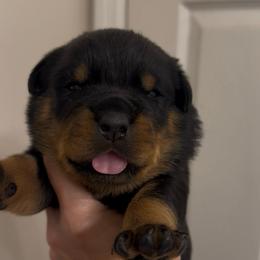Pink collar - Black and mahogany female Rottweiler puppy in Birmingham, Alabama from K&B Rotts