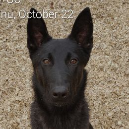 Dutch Shepherds from Island Shepherds