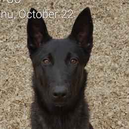 Dutch Shepherds from Island Shepherds
