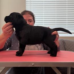 Silver boy - Black male Labrador Retriever puppy in Menifee, California from The Golden Leash Kennels