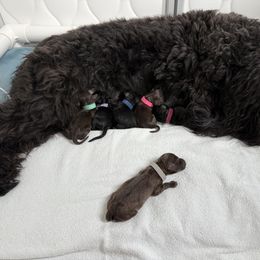 Girl 3 - female Barbet puppy in Sarasota, Florida from Ethelred Barbet