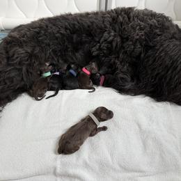 Girl 3 - female Barbet puppy in Sarasota, Florida from Ethelred Barbet