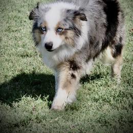 JuJu - Miniature Australian Shepherd