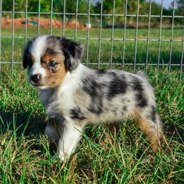 Miniature Australian Shepherd Puppies from Knockout Aussies