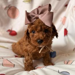 Girl 1 - Red  female Poodle puppy in Miami, Florida from Sakura Poodles