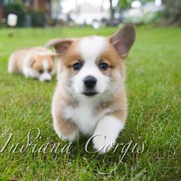 Pembroke Welsh Corgi Puppies from Indiana Corgis LLC