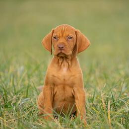 German Shorthaired Pointer and Vizsla Puppies from Nosam Kennels