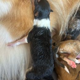 Tri girl - Black white and tan female Collie puppy in Abilene, Texas from Regal Lassie's