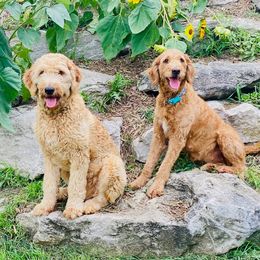Goldendoodles from Shiloh’s Goldendoodles in Columbia, Missouri