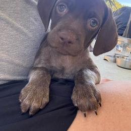 German Shorthaired Pointer Puppies from H & J Farms