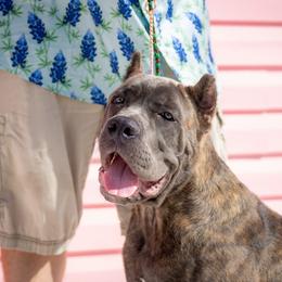 Baloo - Gray brindle male Cane Corso puppy in Houston, Texas from Zenith Cane Corso