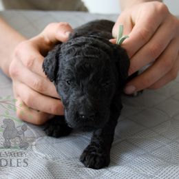 Maple (girl) - teal collar - Blue female Poodle puppy in Tullahoma, Tennessee from Peaceful Valley Poodles
