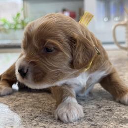 Yahtzee - Apricot male Goldendoodle puppy in Gilbert, Arizona from DogHouse Doodles