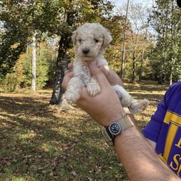 Ash - White male Poodle puppy in Osyka, Mississippi from Southern Sunshine Standards