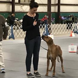 Rhodesian Ridgebacks from Tonia's Rhodesian Ridgebacks