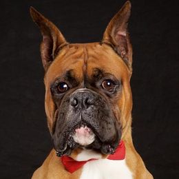 Boxers and French Bulldogs from Cinergy Boxers and French Bulldogs