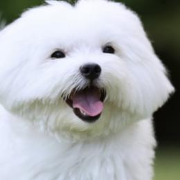 Maltese from Max & Pearl The Ocala Maltese Family