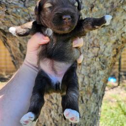 Girl 1 - Liver female Miniature Schnauzer puppy in Lake Charles, Louisiana from Du Lac Miniature Schnauzers