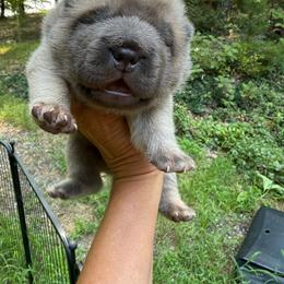 Nick - Isabella dilute male Chinese Shar-Pei puppy in North Carolina from Amy Mahaffey's Chinese Shar-Pei