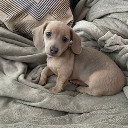 Dachshund Puppies from Alpine Meadow Dachshunds