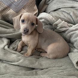 Dachshund Puppies from Alpine Meadow Dachshunds