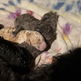 Waitlist 2 (F) - Phantom female Bernedoodle puppy in Gales Ferry, Connecticut from Schweers Goldens and Doodles