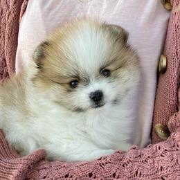 Charlie - Cream parti male Pomeranian puppy in Citrus Heights, California from Yev and Marina's Pomeranians (AKC)