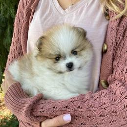 Charlie - Cream parti male Pomeranian puppy in Citrus Heights, California from Yev and Marina's Pomeranians (AKC)