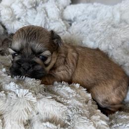 Kona - Brindle male Shih Tzu puppy in Jacksonville, Florida from Michi Shih-Tzu